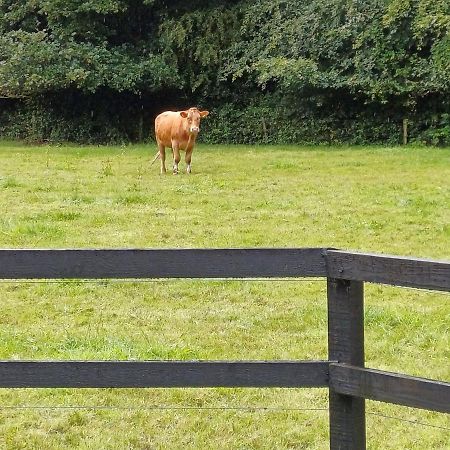 Lara, Maynooth W23P9H6 Eksteriør bilde