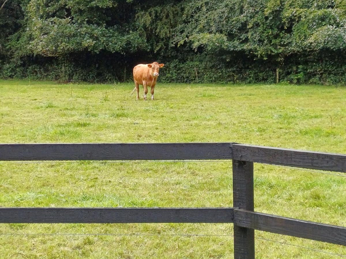 Lara, Maynooth W23P9H6 Eksteriør bilde